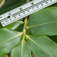 Broad-leaved Bamboo